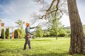 How Our Tree Care Process Works  in Tara Hills, CA